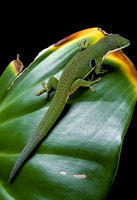 Phelsuma quadriocellata