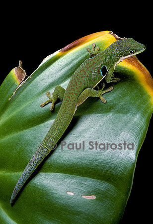 Phelsuma quadriocellata