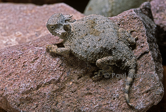 Phrynosoma modestum (crapaud cornu)
