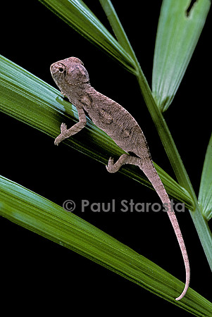 Furcifer oustaleti - jeune