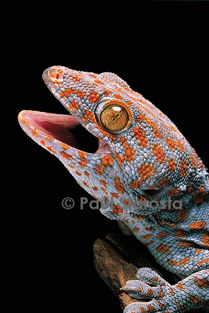 Gekko gecko (tokay)