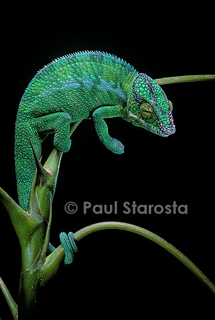 Chamaeleo pardalis (caméléon panthère)