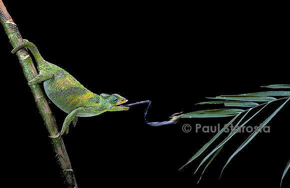 Chamaeleo johnstoni (caméléon de Johnston) - capturant un insecte