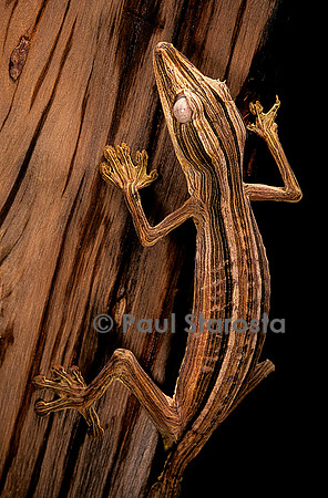 Uroplatus lineatus