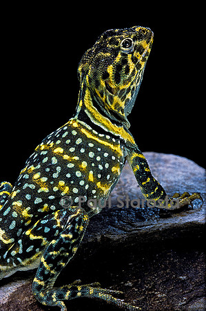 Crotaphytus collaris (iguane à collier)