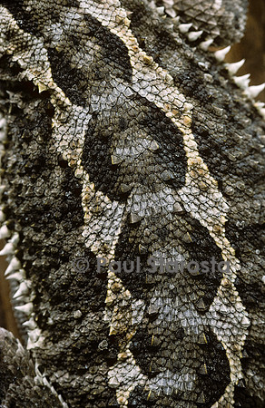 Pogona vitticeps