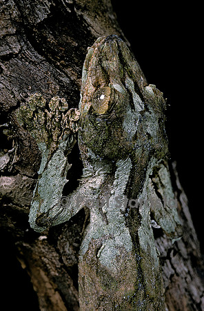 Uroplatus sikorae