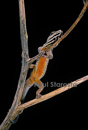 Lygodactylus gutturalis