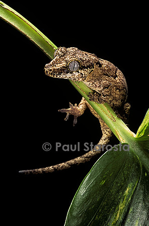 Rhacodactylus auriculatus