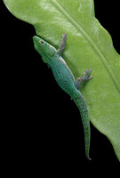 Phelsuma v-nigra