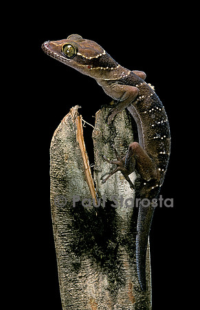 Cyrtodactylus pulchellus