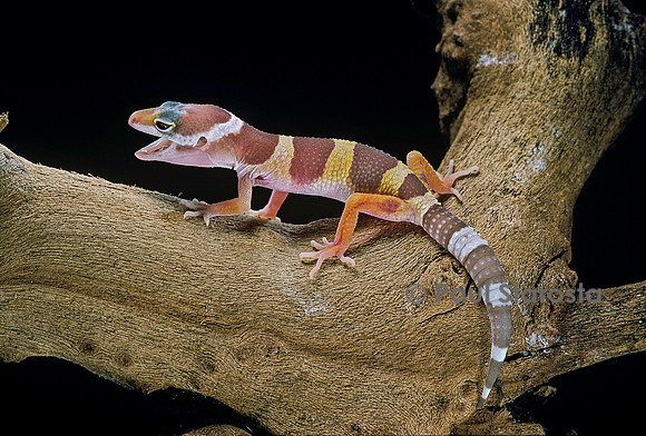 Eublepharis macularius f. albinos (gecko léopard)