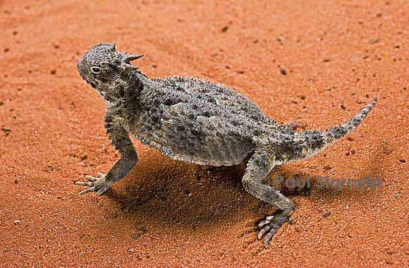 Phrynosoma platyrhinos (crapaud cornu)