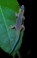 Phelsuma ornata ornata