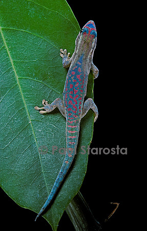 Phelsuma ornata ornata