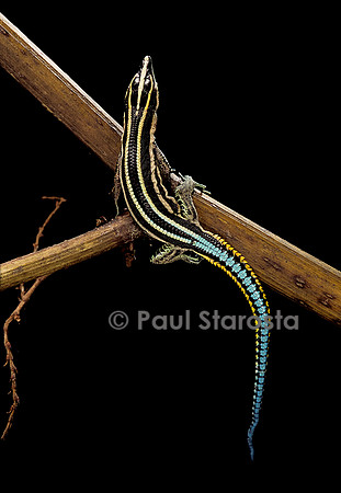 Holaspis guentheri