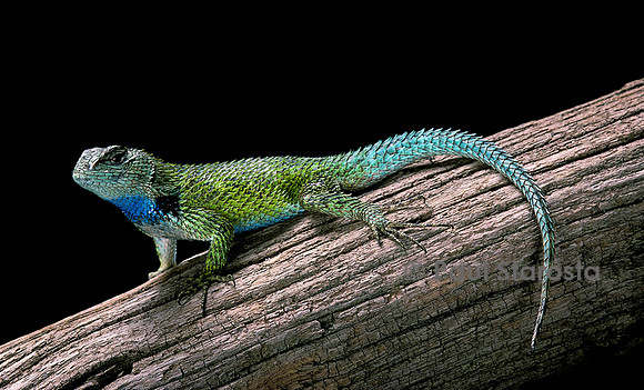Sceloporus malachiticus