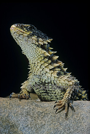 Cordylus giganteus (cordyle géant)