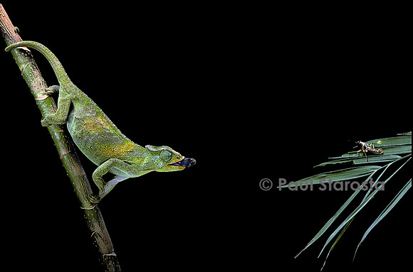 Chamaeleo johnstoni (caméléon de Johnston) - capturant un insecte