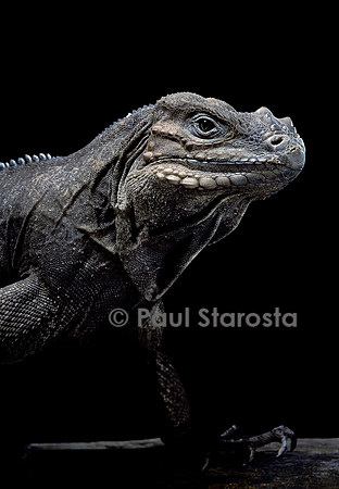 Cyclura cornuta (iguane rhinocéros)