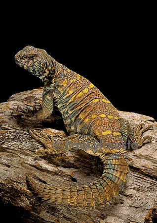 Uromastyx ornata (fouette-queue)