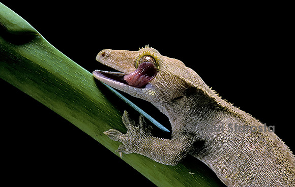 Rhacodactylus ciliatus - se nettoyant l'œil