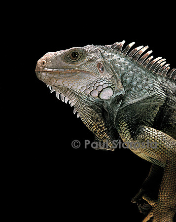 Iguana iguana (iguane vert)