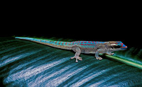 Phelsuma ornata ornata
