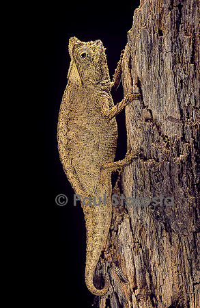 Brookesia superciliaris