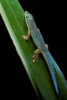 Phelsuma cepediana