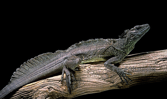 Hydrosaurus weberi