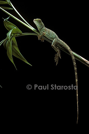 Physignathus coccinus (dragon d’eau)