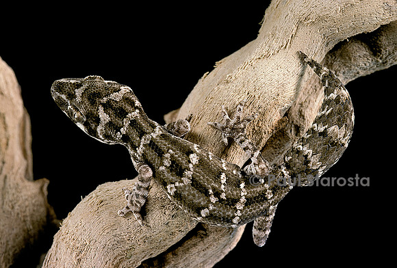 Teratolepis fasciata