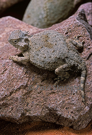 Phrynosoma modestum (crapaud cornu)