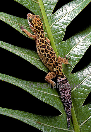 Cyrtodactylus peguensis