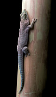 Phelsuma standingi