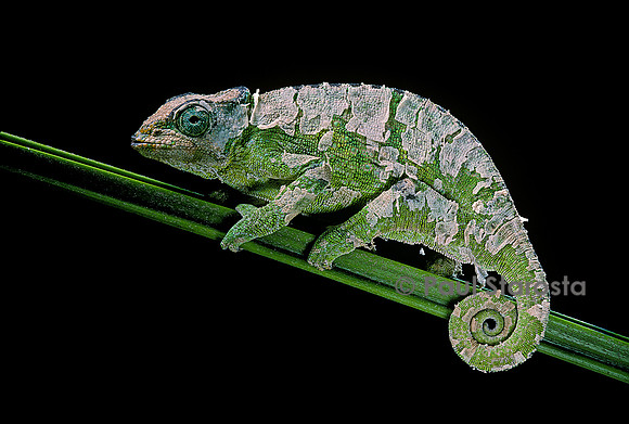 Chamaeleon johnstoni (caméléon de Johnston) - en mue