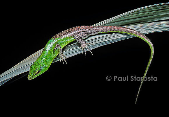 Lamprolepis (Dasia) smaragdina