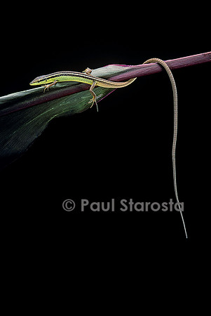 Takydromus sexileatus