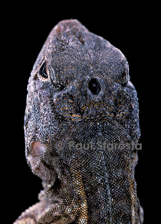 Chalarodon madagascariensis - avec son "3ème œil"
