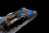 Phelsuma ornata ornata