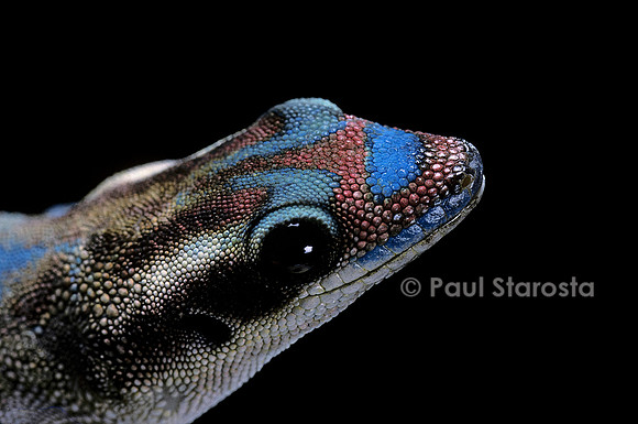 Phelsuma ornata ornata