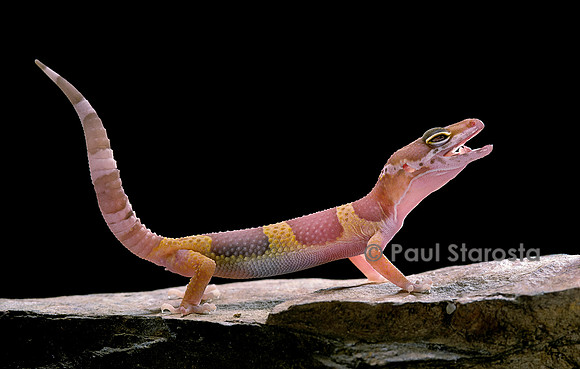 Eublepharis macularius f. albinos (gecko léopard)