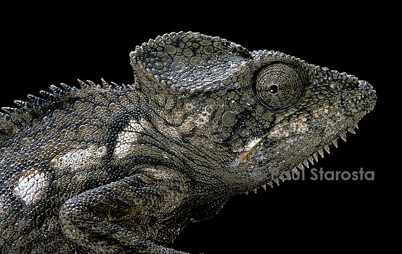 Furcifer oustaleti