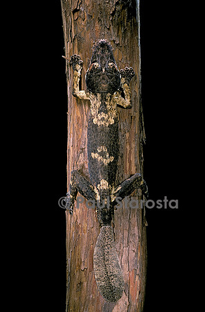 Uroplatus henkeli