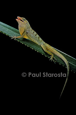 Anolis roquet salinei