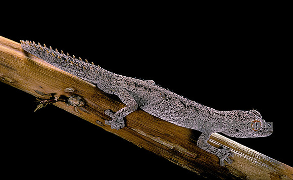 Diplodactylus ciliaris