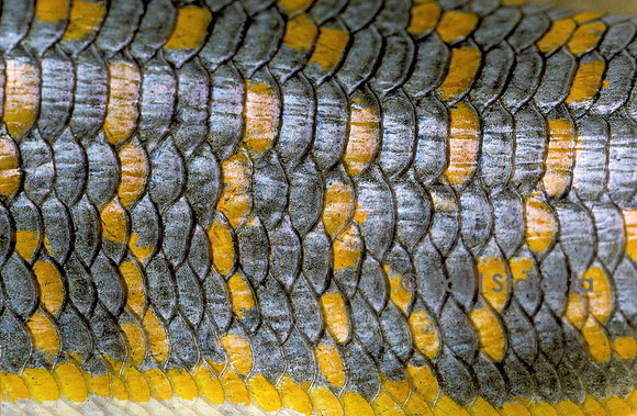 Eumeces schneideri (scinque berbère)