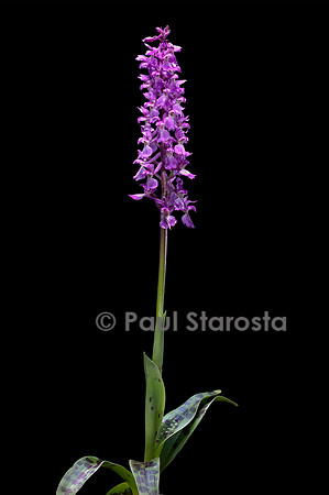 Orchis mascula (Orchis mâle)