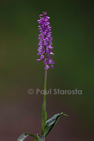 Orchis mascula (Orchis mâle)